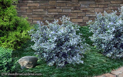 Fothergilla Gardenii Blue Shadow - View 5 from www redcrocus com