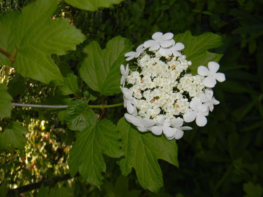 Viburnum Acerifolium - View 11 from www redcrocus com