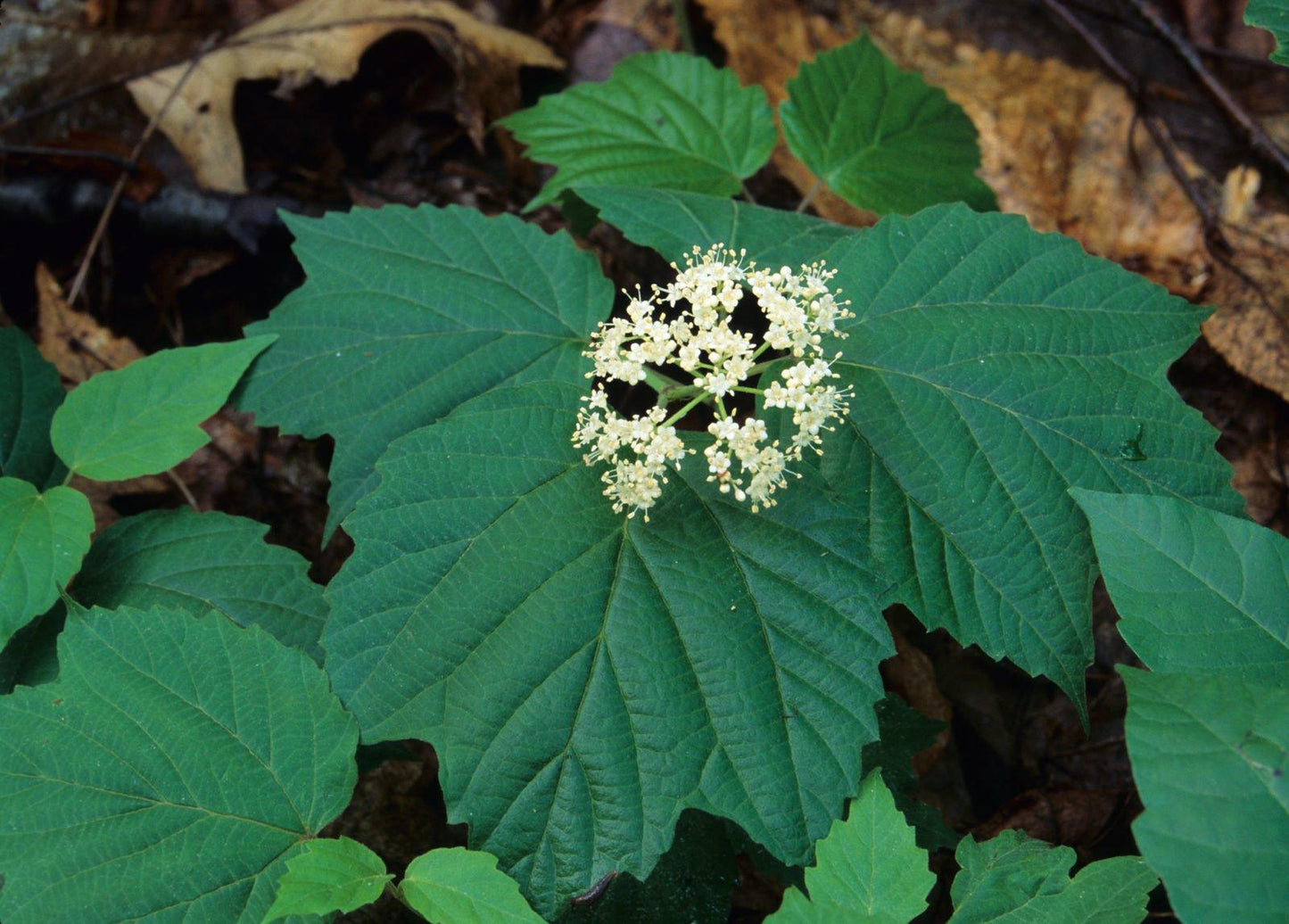 Viburnum Acerifolium - View 13 from www redcrocus com