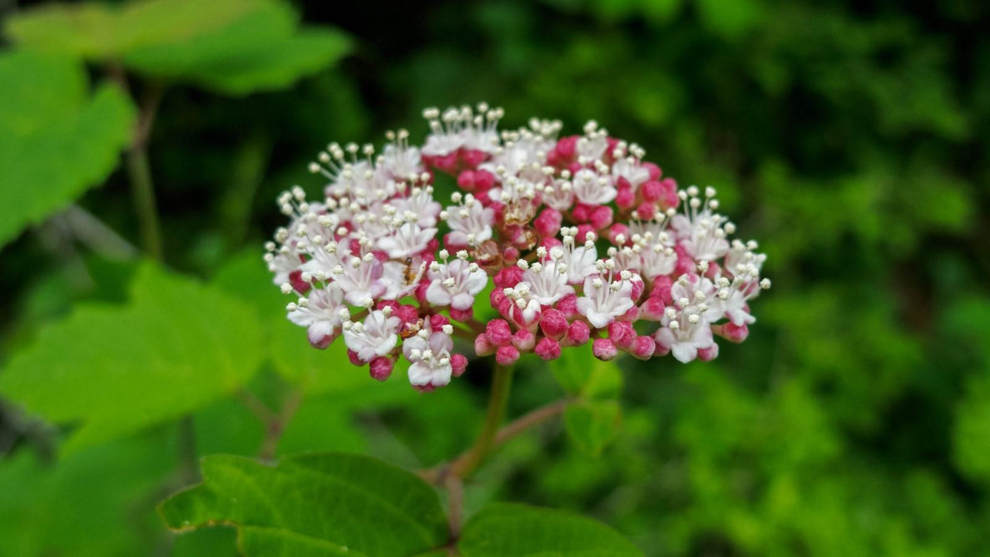 Viburnum Acerifolium - View 14 from www redcrocus com