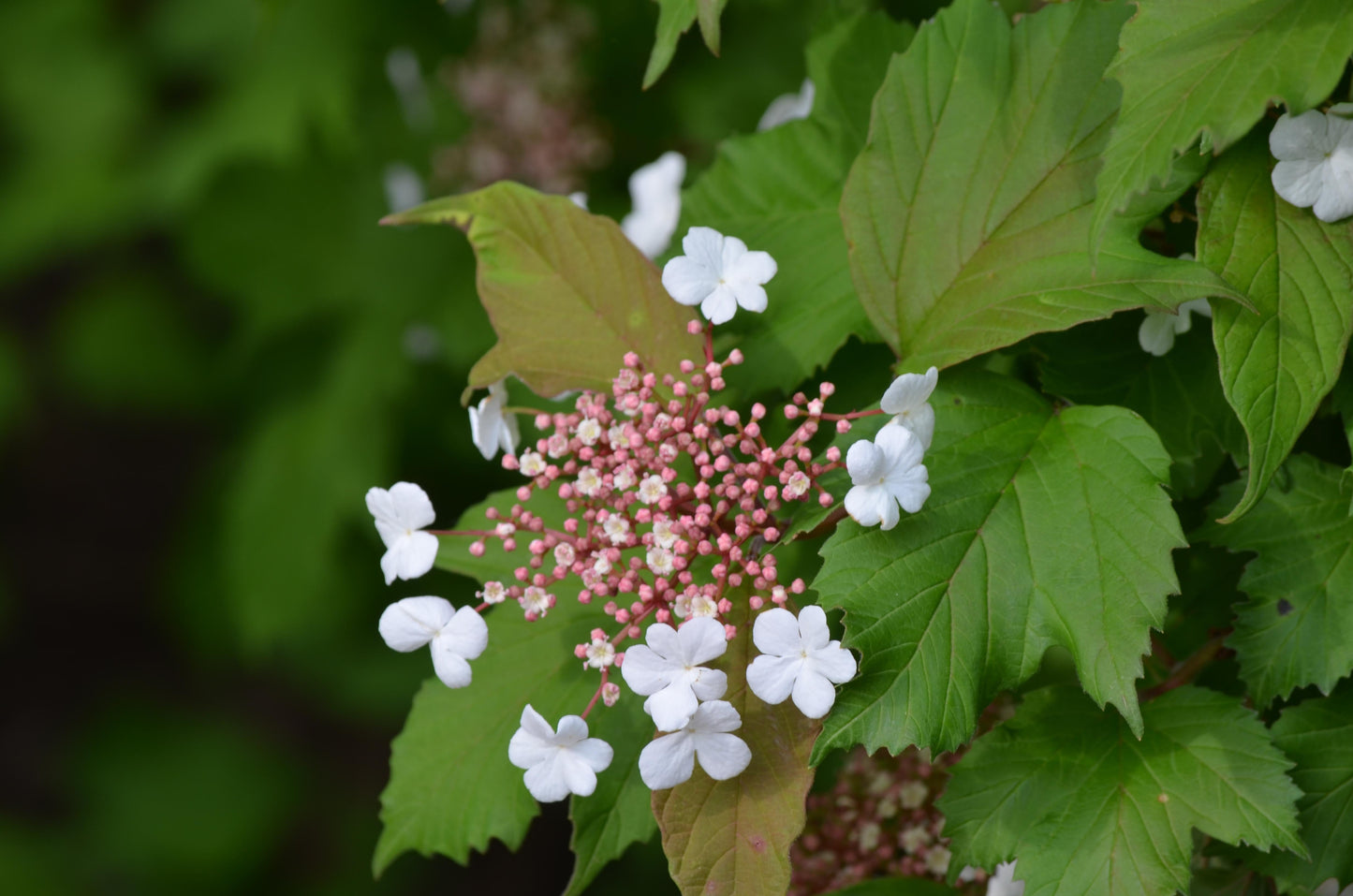Viburnum Acerifolium - View 15 from www redcrocus com