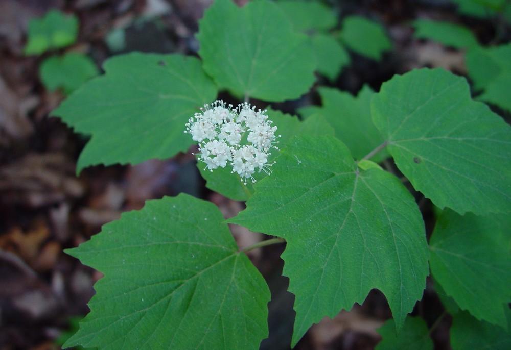 Viburnum Acerifolium - View 17 from www redcrocus com