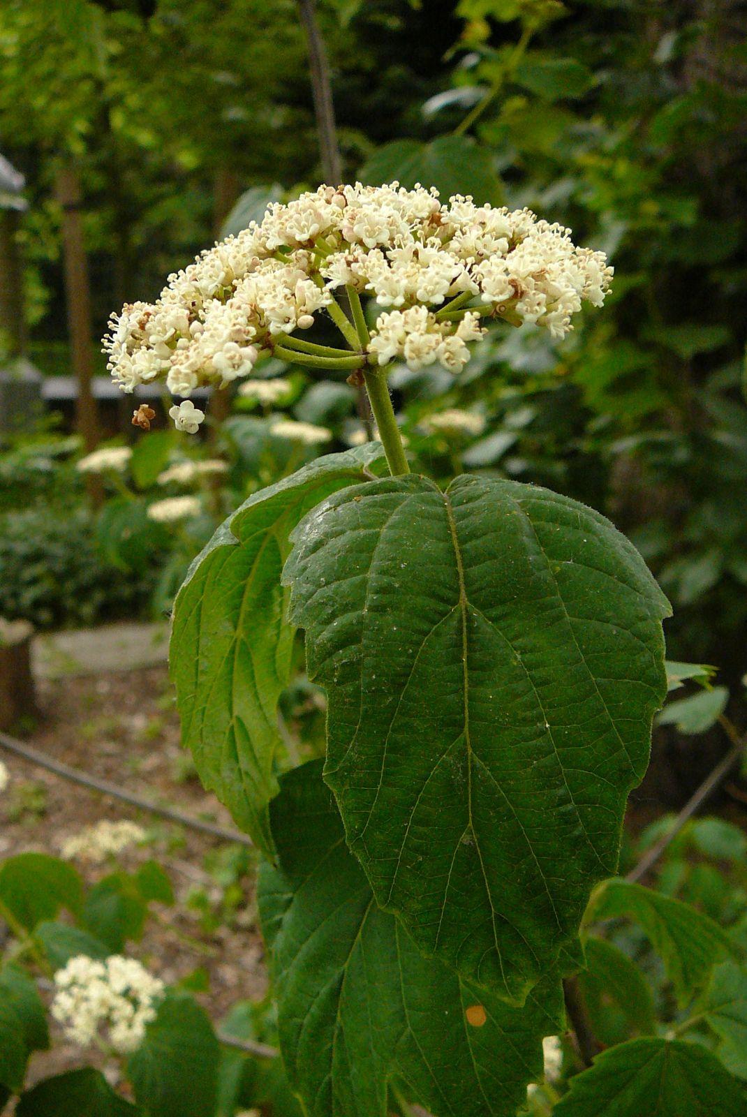 Viburnum Acerifolium - View 21 from www redcrocus com