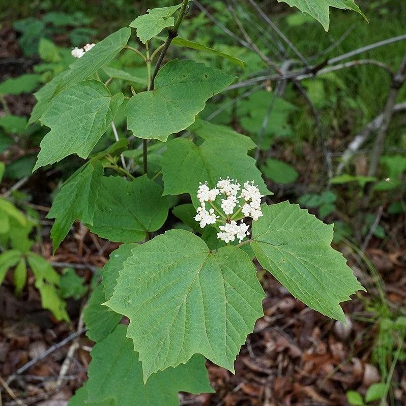 Viburnum Acerifolium - View 24 from www redcrocus com