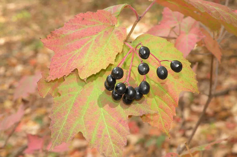 Viburnum Acerifolium - View 2 from www redcrocus com