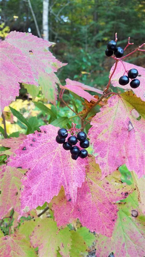 Viburnum Acerifolium - View 2 from www redcrocus com