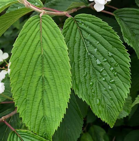Viburnum Acerifolium - View 5 from www redcrocus com