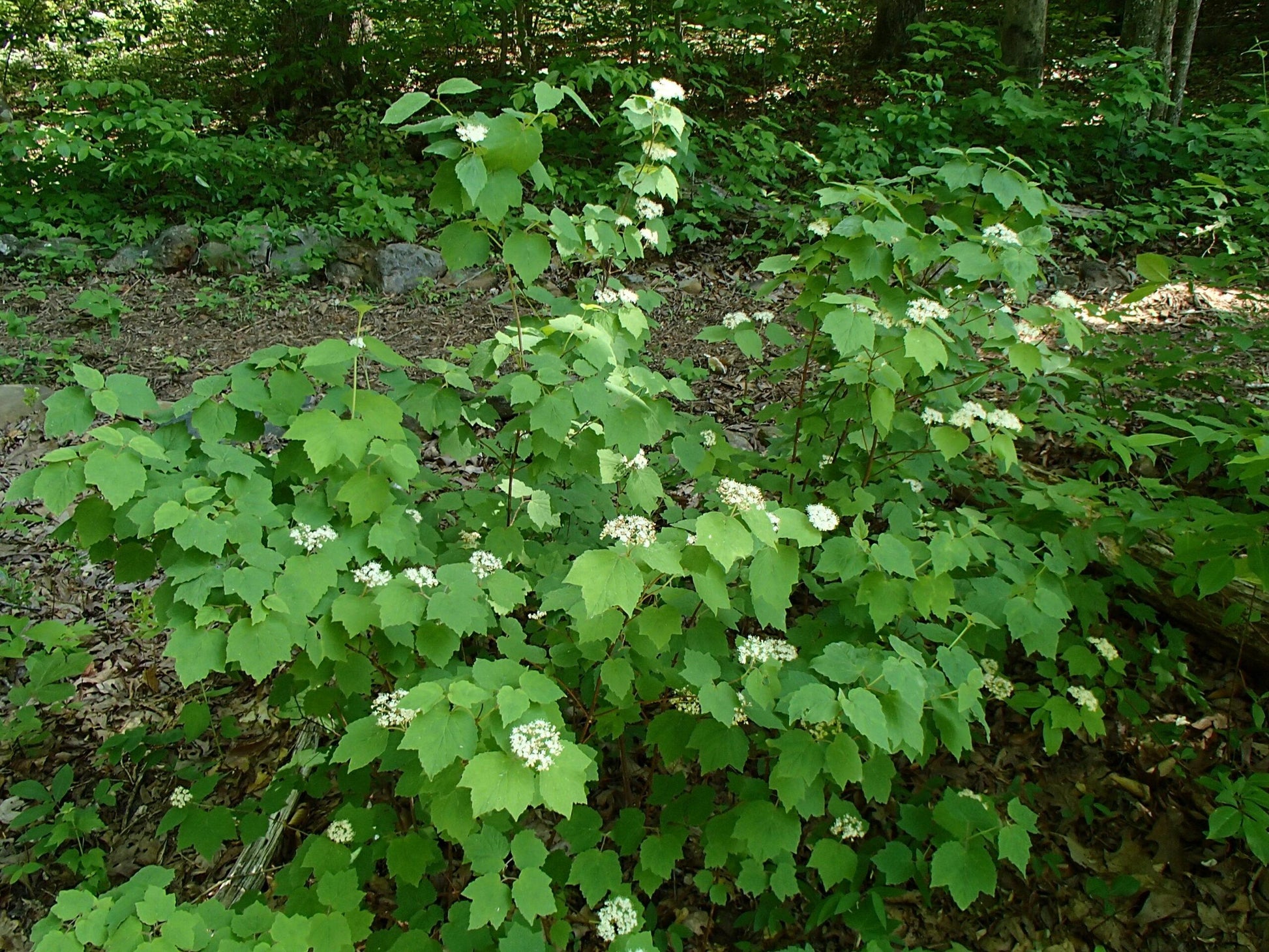 Viburnum Acerifolium - View 7 from www redcrocus com