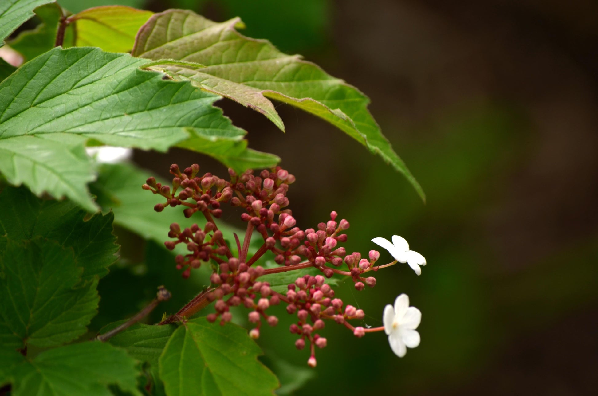 Viburnum Acerifolium - View 9 from www redcrocus com