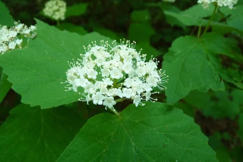 Viburnum Acerifolium - View 9 from www redcrocus com