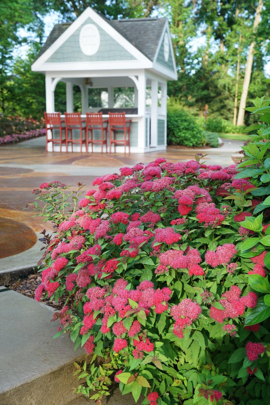 Spirea Japonica Double Play Doozie - View 10 from www redcrocus com