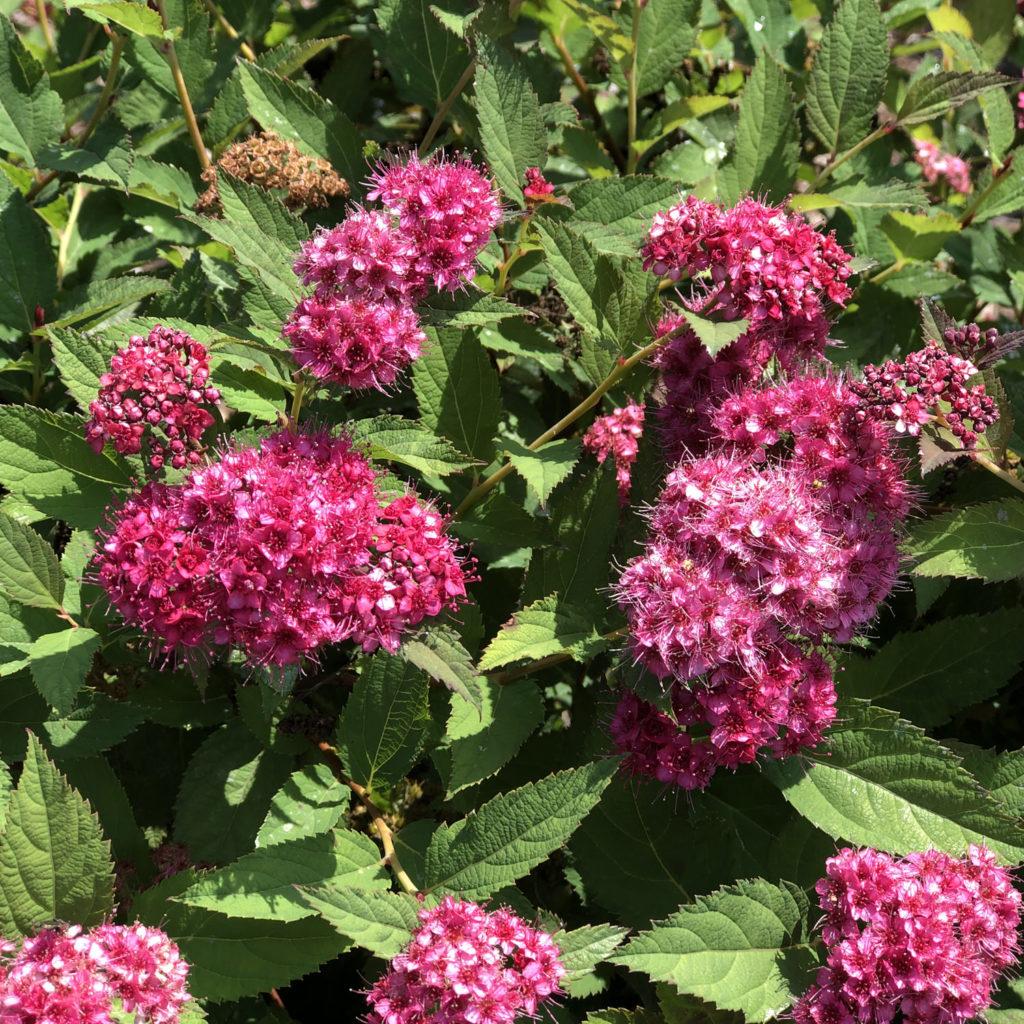 Spirea Japonica Double Play Doozie - View 11 from www redcrocus com