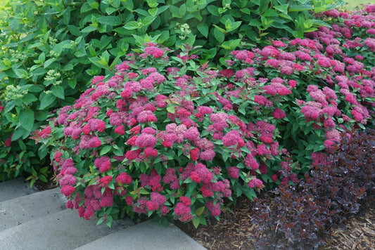 Spirea Japonica Double Play Doozie - View 1 from www redcrocus com