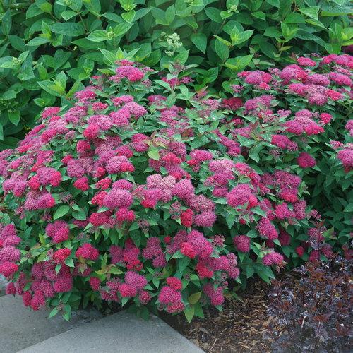 Spirea Japonica Double Play Doozie - View 2 from www redcrocus com