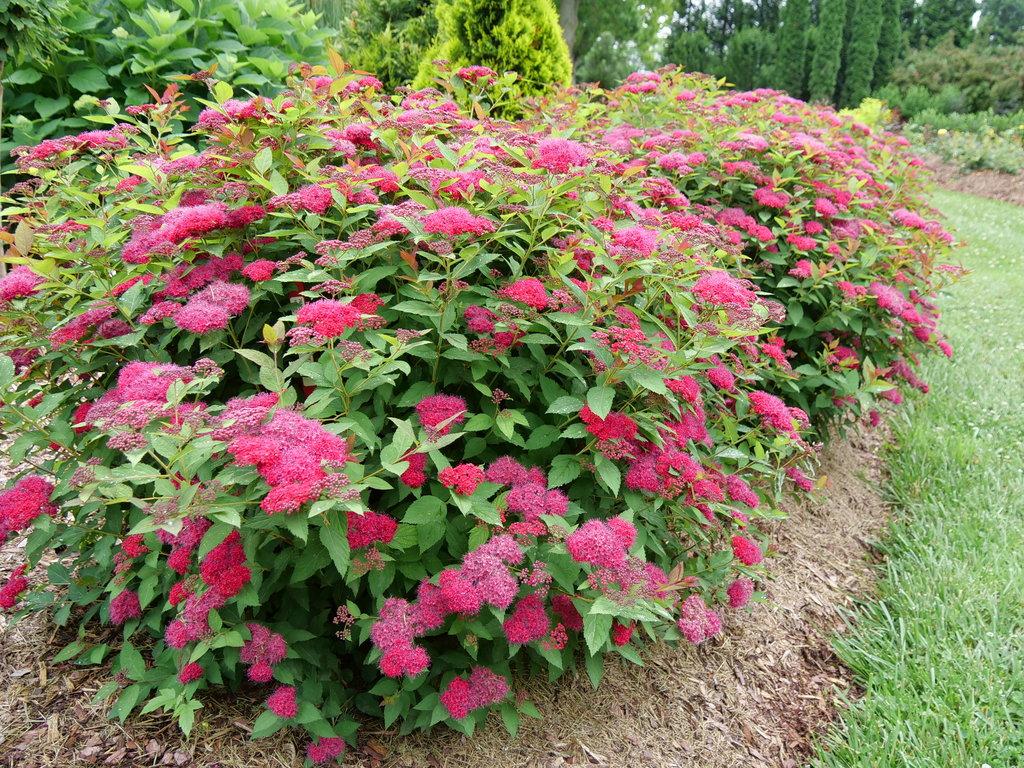 Spirea Japonica Double Play Doozie - View 3 from www redcrocus com