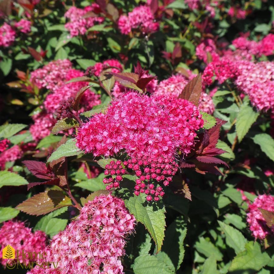 Spirea Japonica Double Play Doozie - View 5 from www redcrocus com