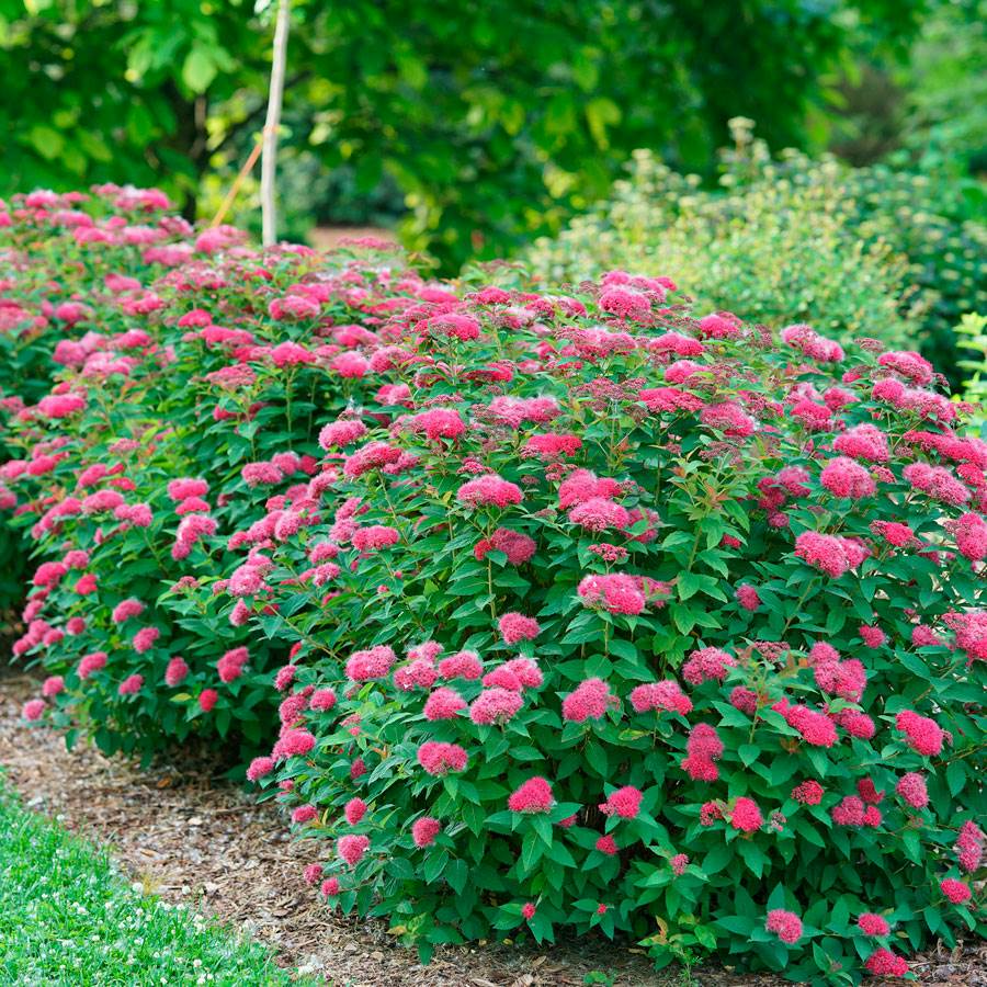 Spirea Japonica Double Play Doozie - View 6 from www redcrocus com