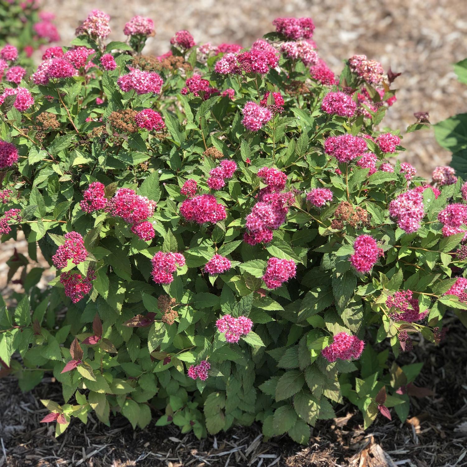 Spirea Japonica Double Play Doozie - View 6 from www redcrocus com