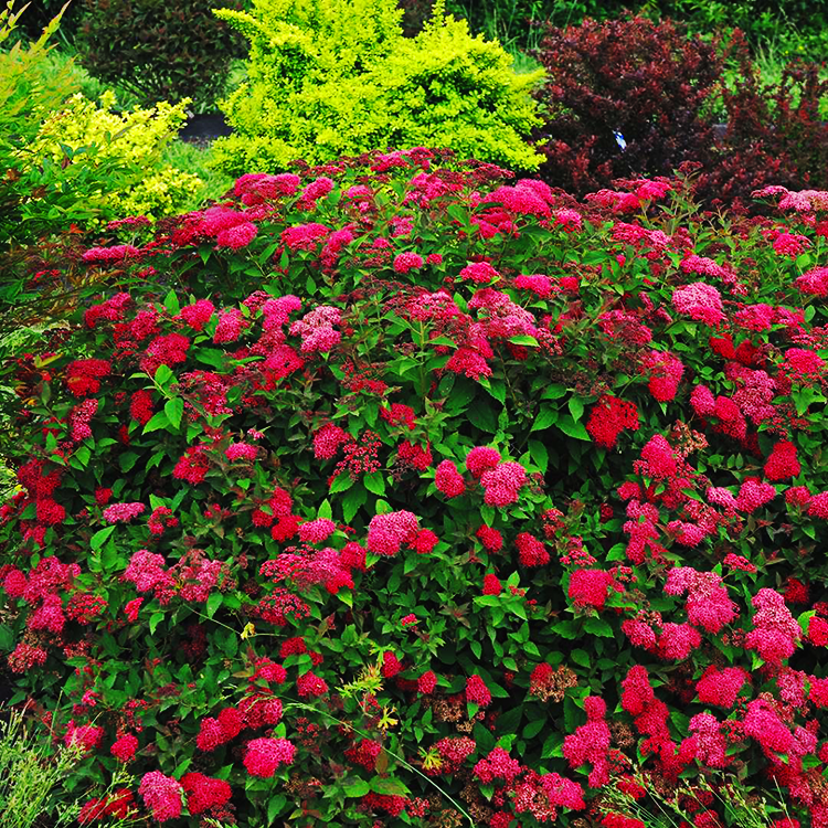 Spirea Japonica Double Play Doozie - View 7 from www redcrocus com