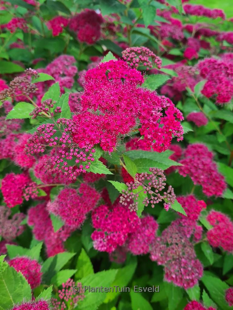 Spirea Japonica Double Play Doozie - View 7 from www redcrocus com