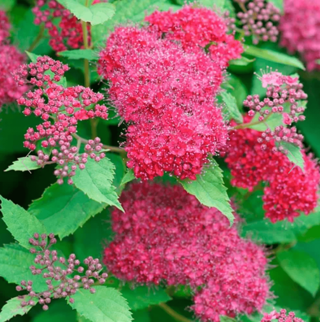 Spirea Japonica Double Play Doozie - View 8 from www redcrocus com