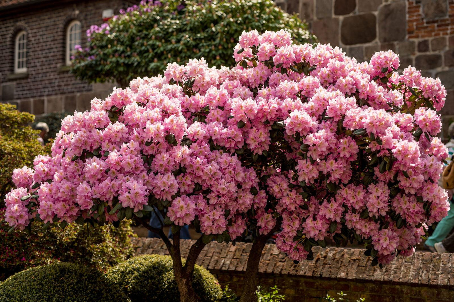 Rhododendron Scintillation - View 13 from www redcrocus com