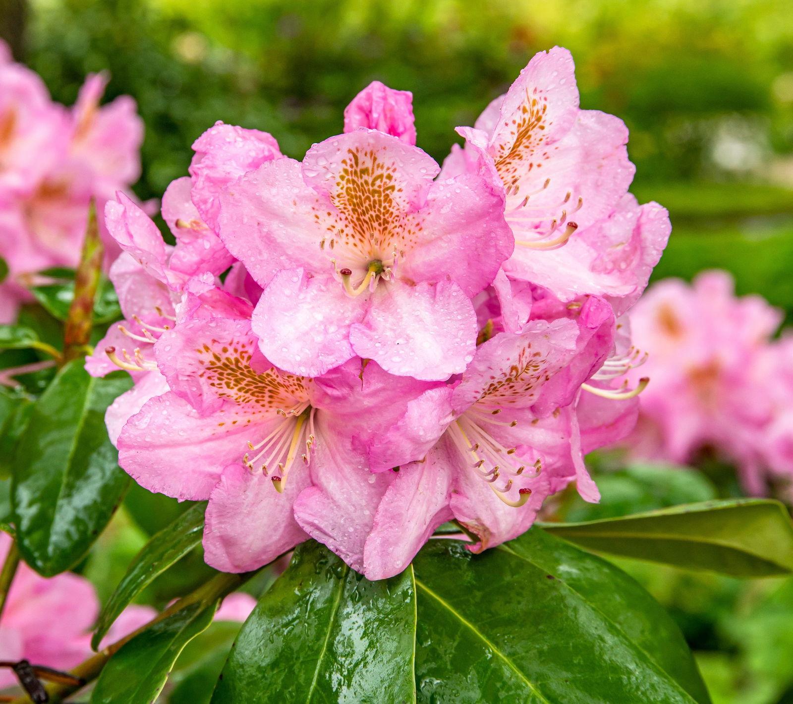 Rhododendron Scintillation - View 14 from www redcrocus com