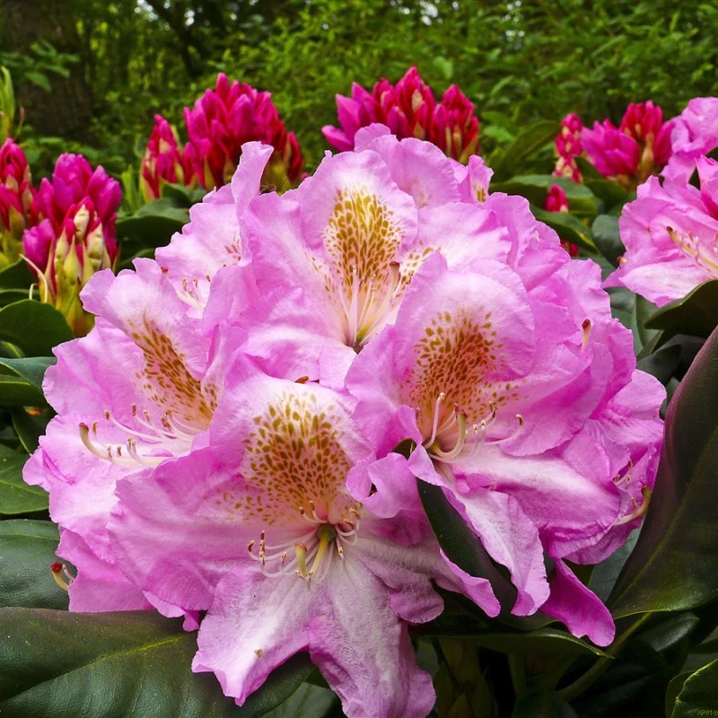 Rhododendron Scintillation - View 15 from www redcrocus com