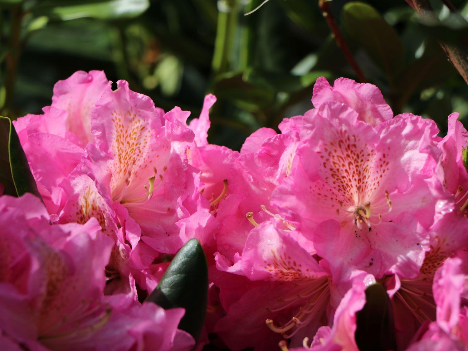 Rhododendron Scintillation - View 17 from www redcrocus com