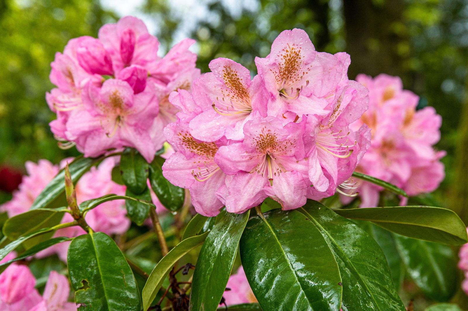 Rhododendron Scintillation - View 18 from www redcrocus com