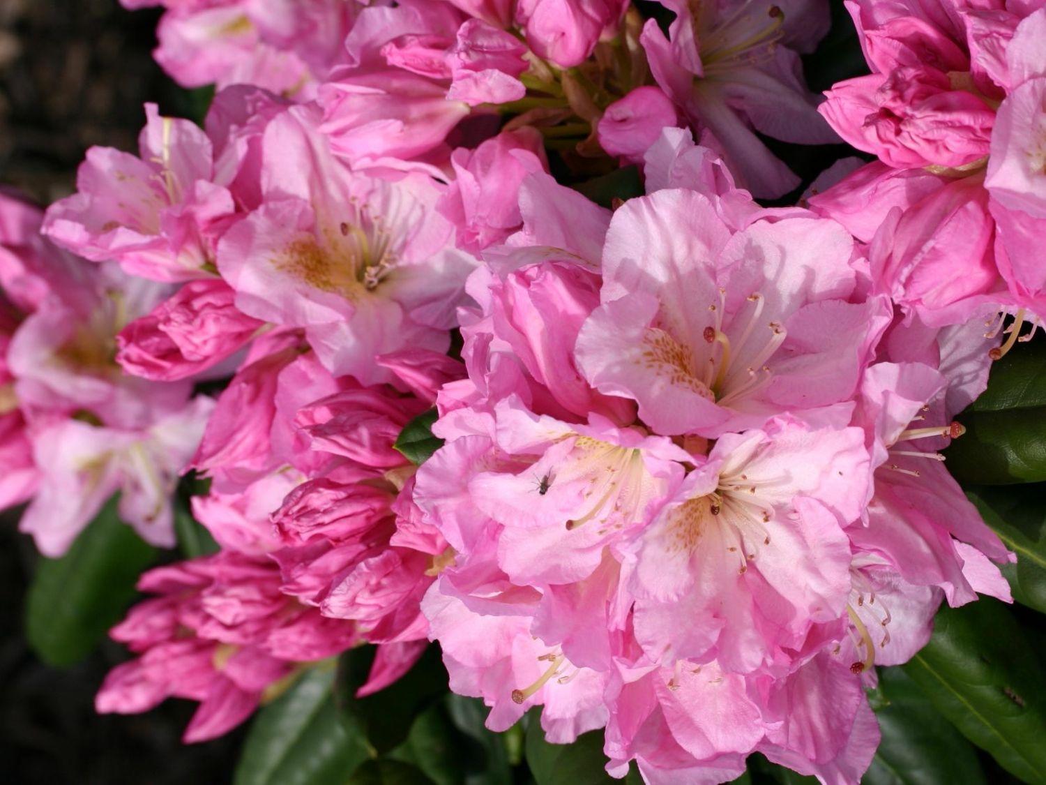 Rhododendron Scintillation - View 5 from www redcrocus com