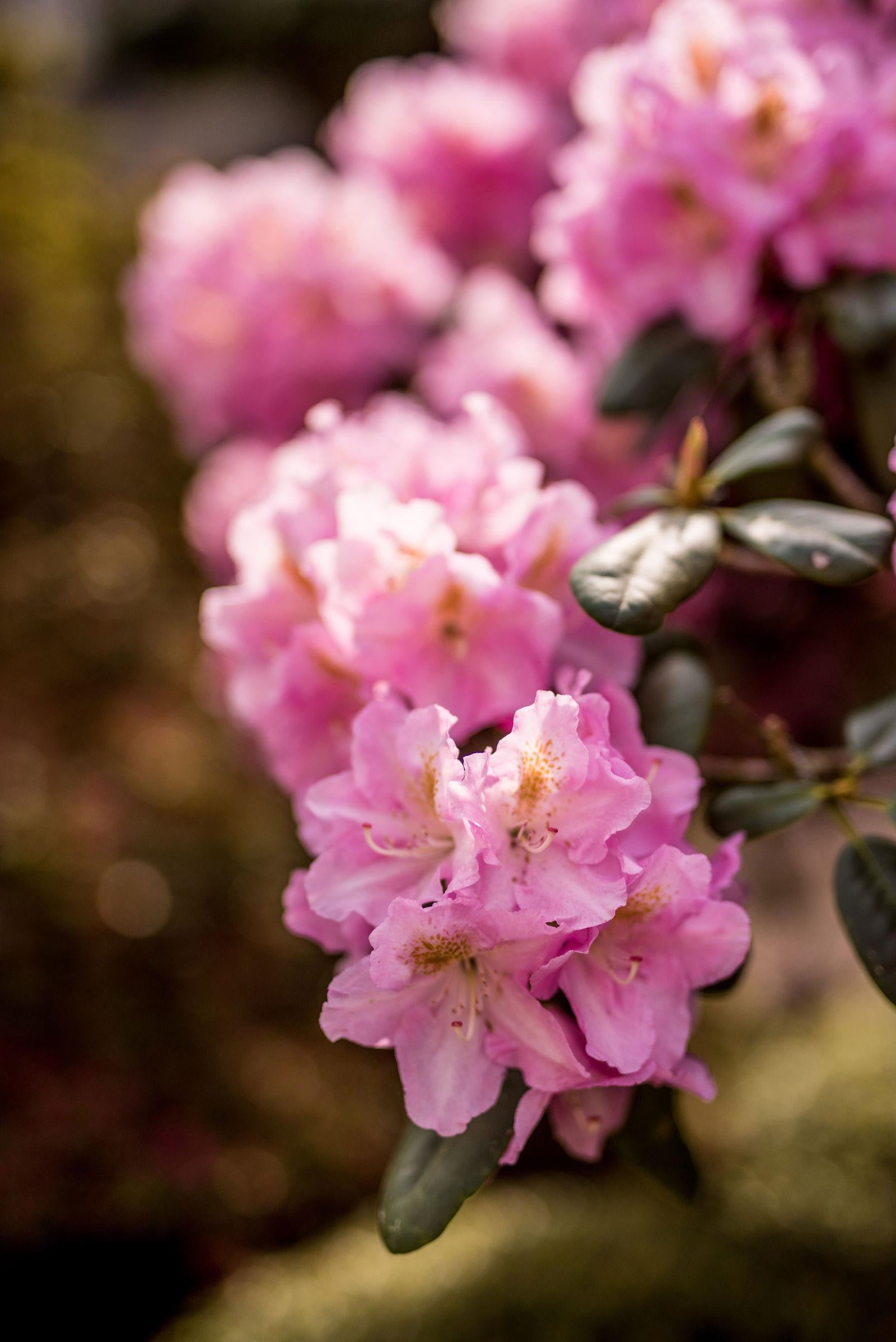 Rhododendron Scintillation - View 6 from www redcrocus com