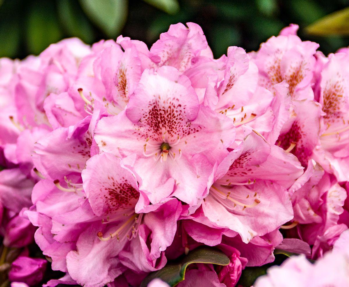 Rhododendron Scintillation - View 8 from www redcrocus com