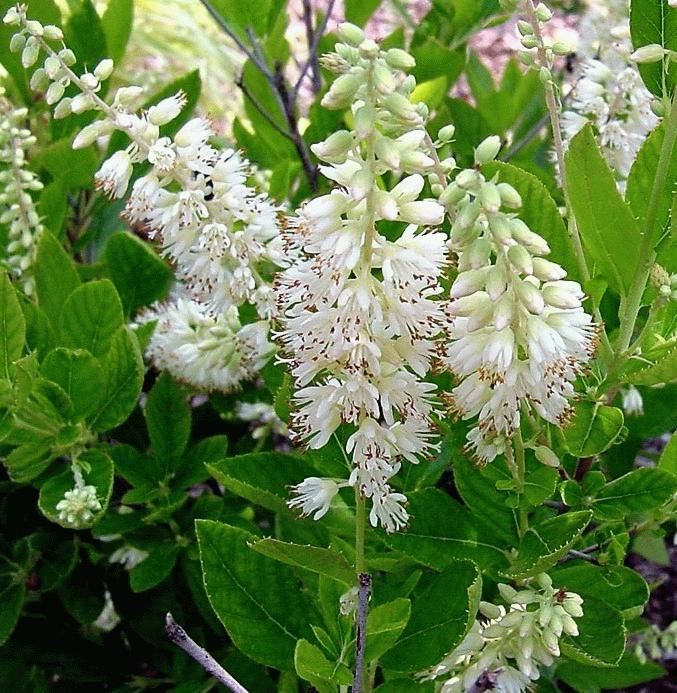 Clethra Alnifolia - View 20 from www redcrocus com