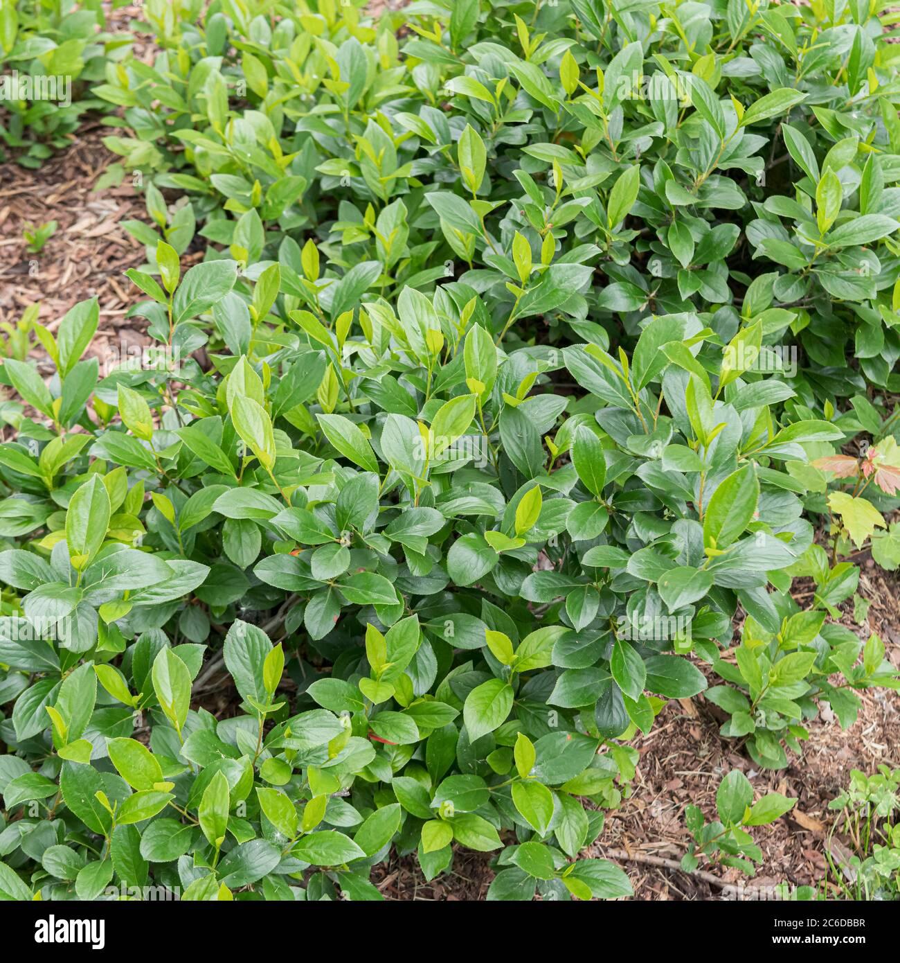 Aronia Melanocarpa Low Scape Mound - View 11 from www redcrocus com