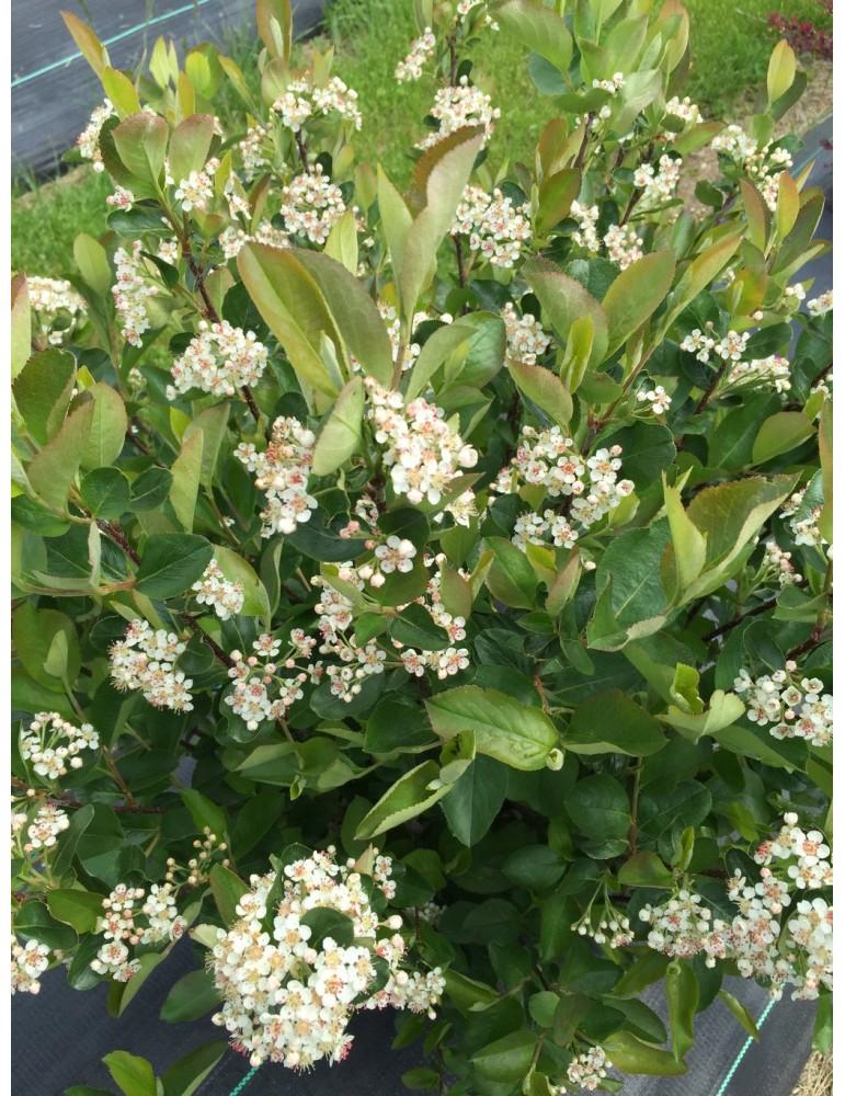 Aronia Melanocarpa Low Scape Mound - View 12 from www redcrocus com