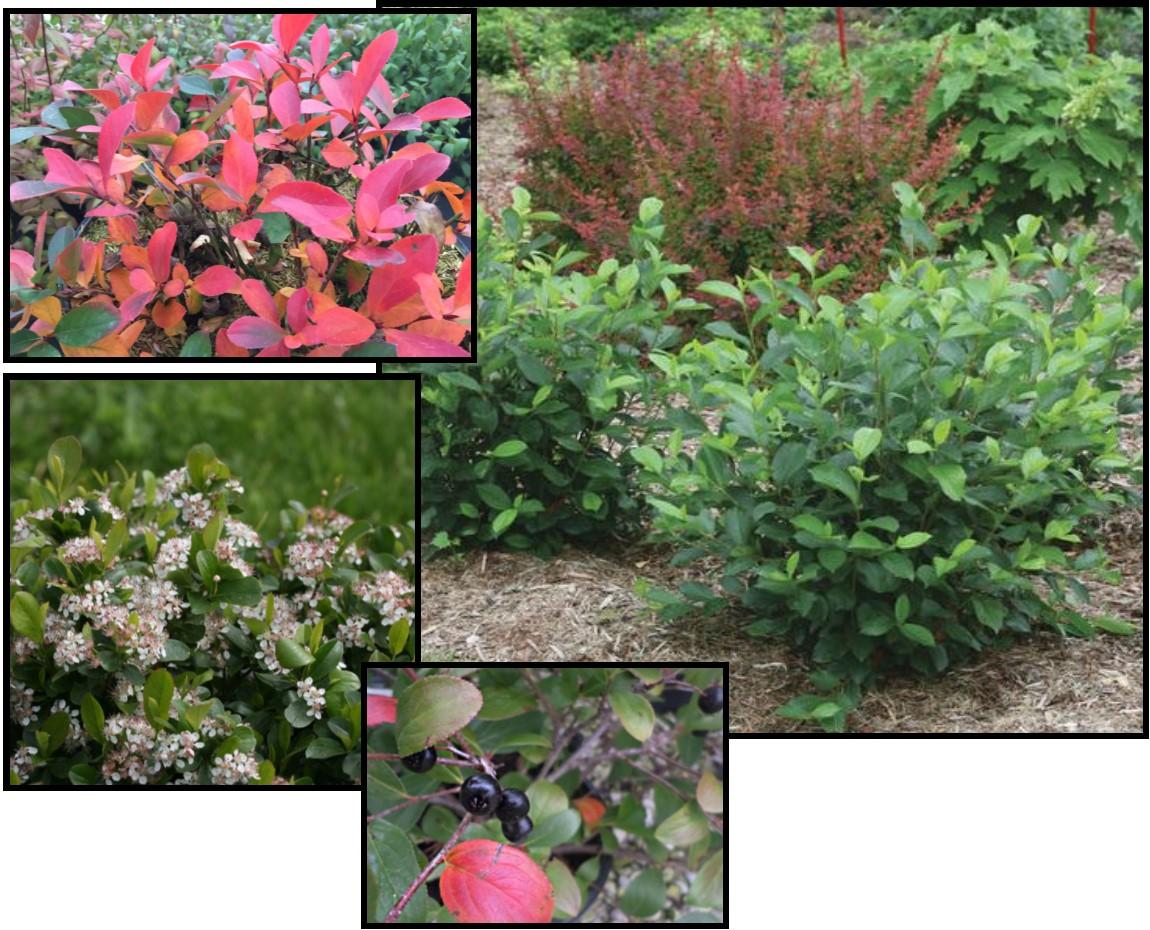 Aronia Melanocarpa Low Scape Mound - View 13 from www redcrocus com