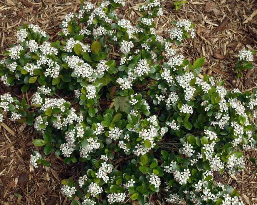 Aronia Melanocarpa Low Scape Mound - View 14 from www redcrocus com