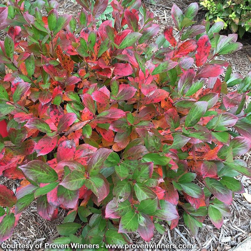 Aronia Melanocarpa Low Scape Mound - View 16 from www redcrocus com