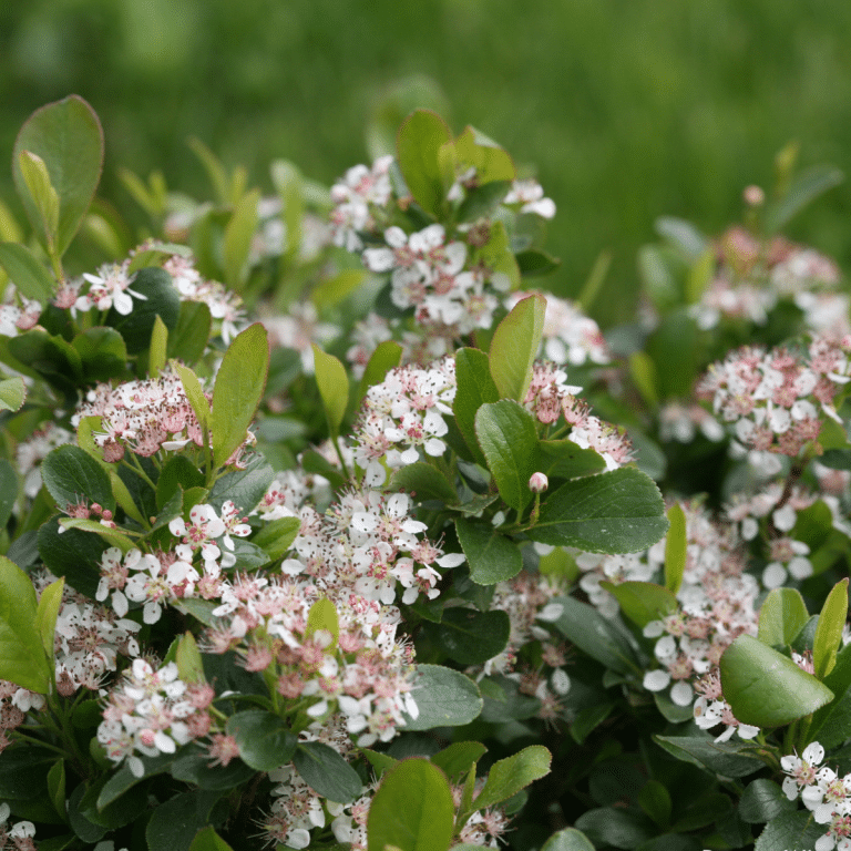 Aronia Melanocarpa Low Scape Mound - View 16 from www redcrocus com
