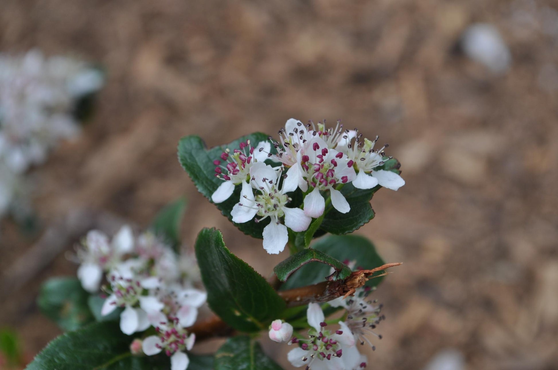 Aronia Melanocarpa Low Scape Mound - View 17 from www redcrocus com