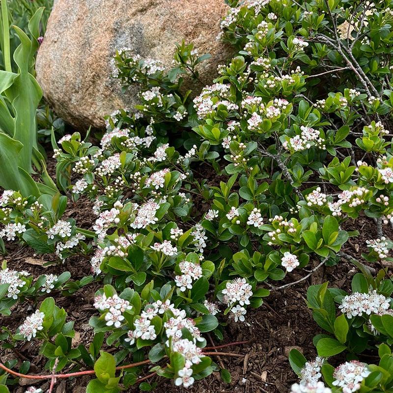 Aronia Melanocarpa Low Scape Mound - View 19 from www redcrocus com