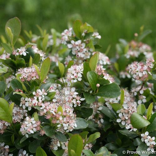 Aronia Melanocarpa Low Scape Mound - View 20 from www redcrocus com