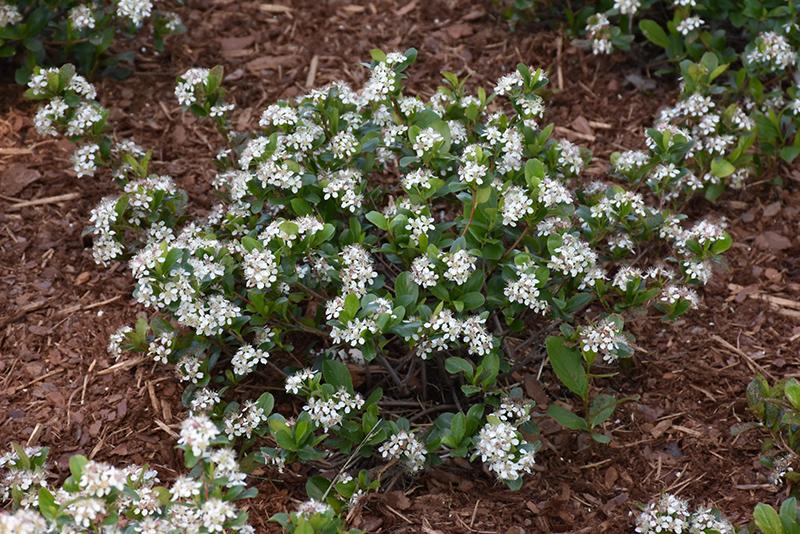 Aronia Melanocarpa Low Scape Mound - View 3 from www redcrocus com