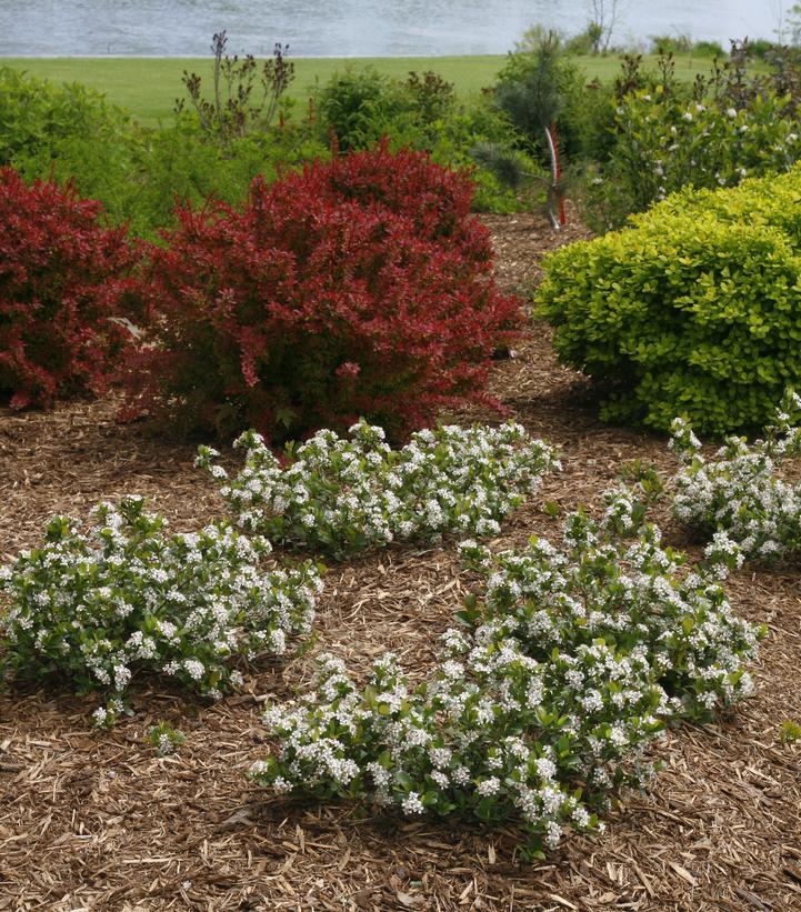 Aronia Melanocarpa Low Scape Mound - View 4 from www redcrocus com