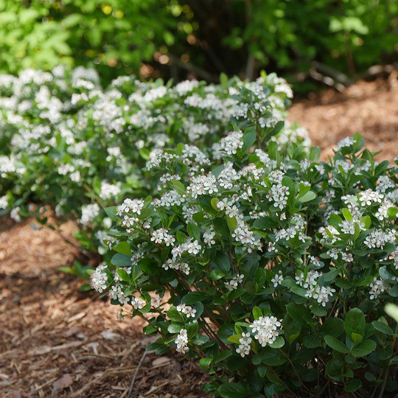Aronia Melanocarpa Low Scape Mound - View 5 from www redcrocus com
