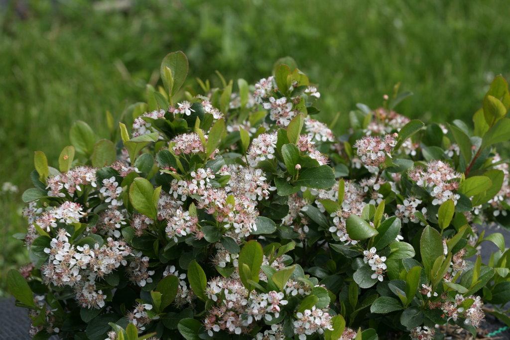 Aronia Melanocarpa Low Scape Mound - View 6 from www redcrocus com