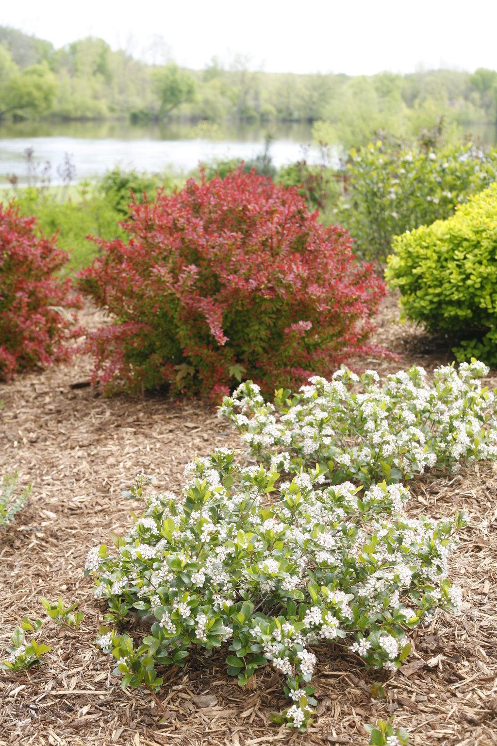 Aronia Melanocarpa Low Scape Mound - View 8 from www redcrocus com