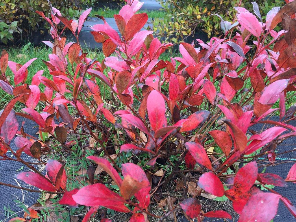 Aronia Melanocarpa Low Scape Mound - View 9 from www redcrocus com