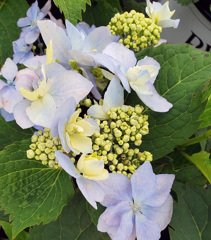 Hydrangea Serrata Tuff Stuff Ah Ha - View 11 from www redcrocus com